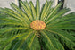 Sago Palm - Live Plant in a 10 Inch Pot - Cycas Revoluta - Beautiful Clean Air Indoor Outdoor Houseplant