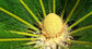 Sago Palm - Live Plant in a 4 Inch Pot - Cycas Revoluta - Beautiful Clean Air Indoor Outdoor Houseplant