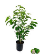 Soursop Tree - Live Tree in a 3 Gallon Pot - Annona Muricata - Tropical Edible Fruit Bearing Tree