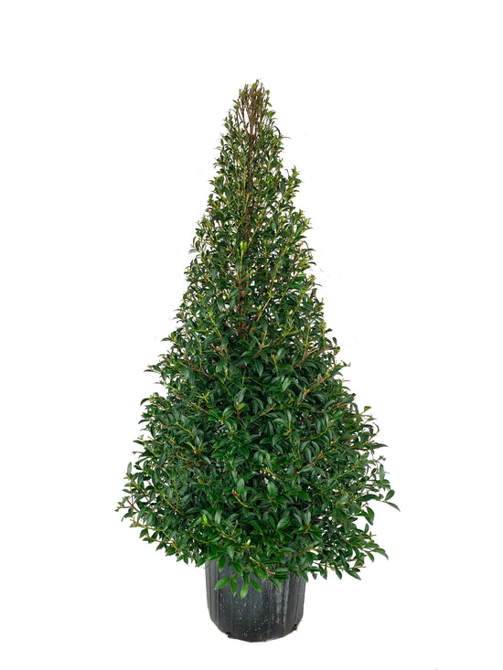 Eugenia Cone Topiary - Live Plant in a 10 Inch Pot - Eugenia Myrtifolium - Beautifully Pruned Outdoor Topiary for Patios and Outdoor Decor