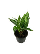 Calathea Vittata - Live Plant in a 4 Inch Pot - Calathea Elliptica Vittata - Beautiful Easy to Grow Air Purifying Indoor Plant