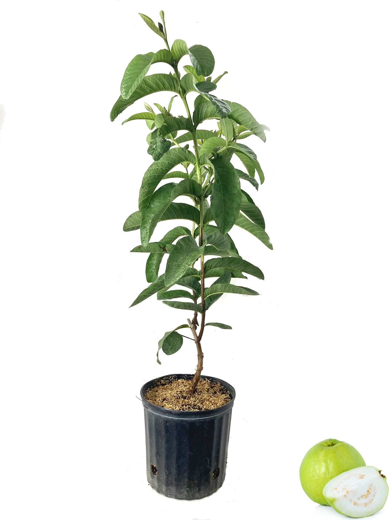 guava plant in pot White Guava Tree - Live Tree in a 3 Gallon Pot - 1-2 Feet Tall