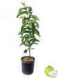 White Guava Tree - Live Tree in a 3 Gallon Pot - 1-2 Feet Tall - Psidium Guajava - Edible Fruit Bearing Tree